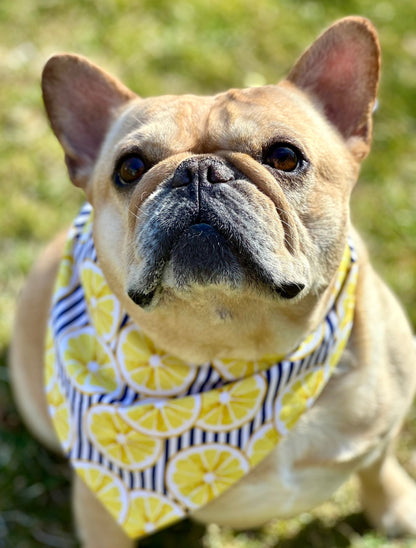 Lemon Dog Bandana